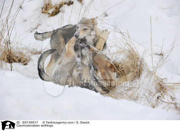 Tschechoslowakische Wolfshunde / Czechoslovakian wolfdogs / SST-09517