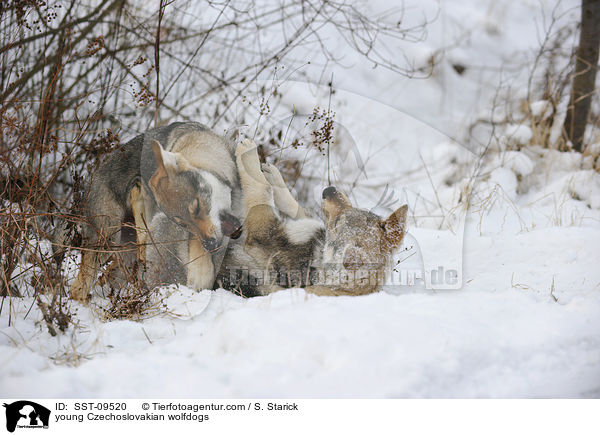 junge Tschechoslowakische Wolfshunde / young Czechoslovakian wolfdogs / SST-09520