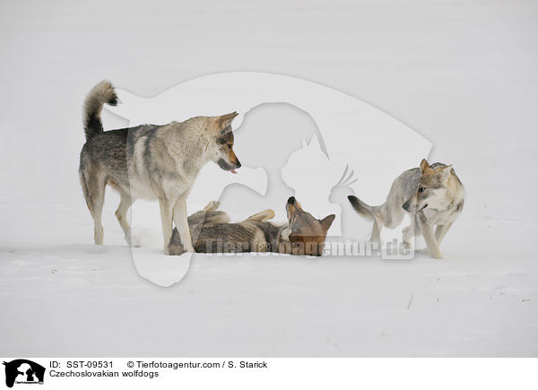 Tschechoslowakische Wolfshunde / Czechoslovakian wolfdogs / SST-09531