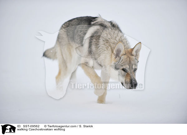 laufender Tschechoslowakischer Wolfshund / walking Czechoslovakian wolfdog / SST-09562