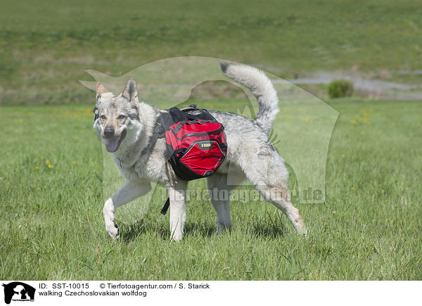 laufender Tschechoslowakischer Wolfshund / walking Czechoslovakian wolfdog / SST-10015