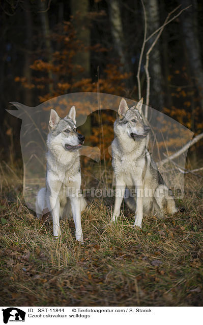 Tschechoslowakische Wolfshunde / Czechoslovakian wolfdogs / SST-11844