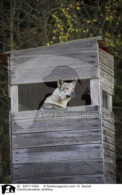 Tschechoslowakischer Wolfshund / Czechoslovakian wolfdog / SST-11859