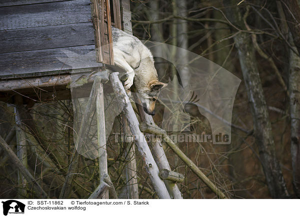 Tschechoslowakischer Wolfshund / Czechoslovakian wolfdog / SST-11862