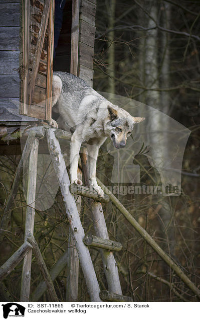 Tschechoslowakischer Wolfshund / Czechoslovakian wolfdog / SST-11865