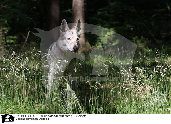 Tschechoslowakischer Wolfshund / Czechoslovakian wolfdog / BES-01780