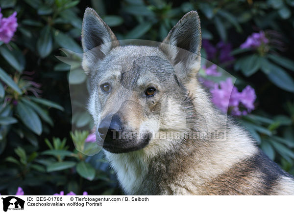 Tschechoslowakischer Wolfshund Portrait / Czechoslovakian wolfdog Portrait / BES-01786