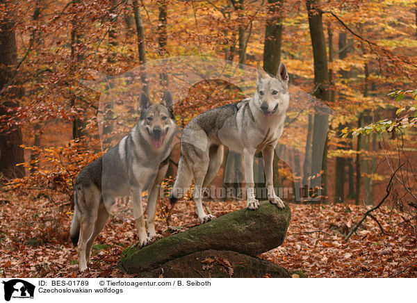 Tschechoslowakische Wolfshunde / Czechoslovakian wolfdogs / BES-01789