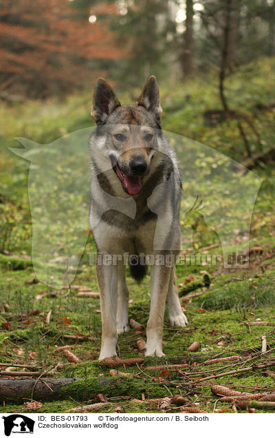 Tschechoslowakischer Wolfshund / Czechoslovakian wolfdog / BES-01793