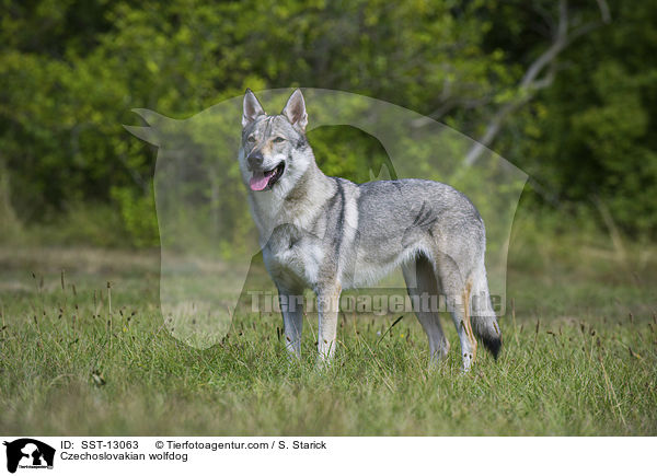 Tschechoslowakischer Wolfshund / Czechoslovakian wolfdog / SST-13063