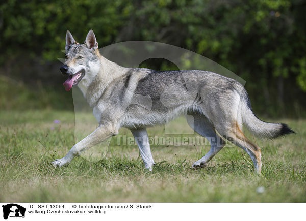 laufender Tschechoslowakischer Wolfshund / walking Czechoslovakian wolfdog / SST-13064