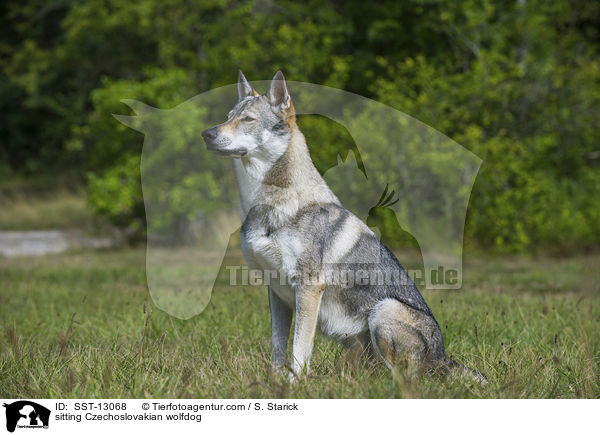 sitzender Tschechoslowakischer Wolfshund / sitting Czechoslovakian wolfdog / SST-13068