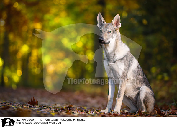 sitzender Tschechoslowakischer Wolfhund / sitting Czechoslovakian Wolf dog / RR-96601