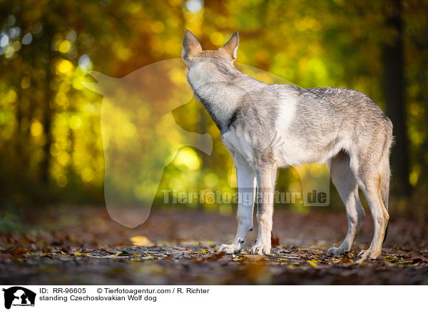 stehender Tschechoslowakischer Wolfhund / standing Czechoslovakian Wolf dog / RR-96605