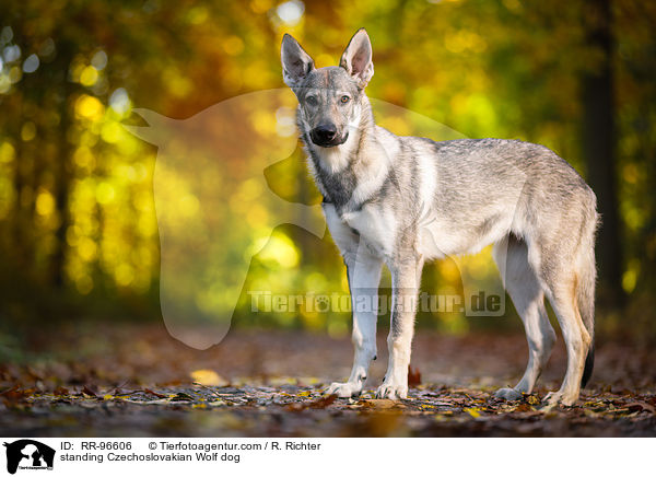 stehender Tschechoslowakischer Wolfhund / standing Czechoslovakian Wolf dog / RR-96606