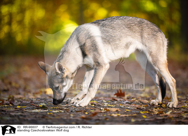 stehender Tschechoslowakischer Wolfhund / standing Czechoslovakian Wolf dog / RR-96607