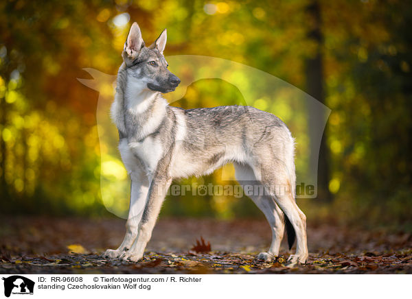 stehender Tschechoslowakischer Wolfhund / standing Czechoslovakian Wolf dog / RR-96608