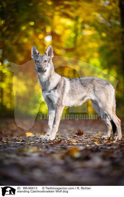 stehender Tschechoslowakischer Wolfhund / standing Czechoslovakian Wolf dog / RR-96613