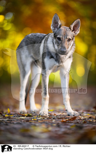 stehender Tschechoslowakischer Wolfhund / standing Czechoslovakian Wolf dog / RR-96617