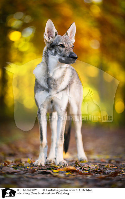 stehender Tschechoslowakischer Wolfhund / standing Czechoslovakian Wolf dog / RR-96621