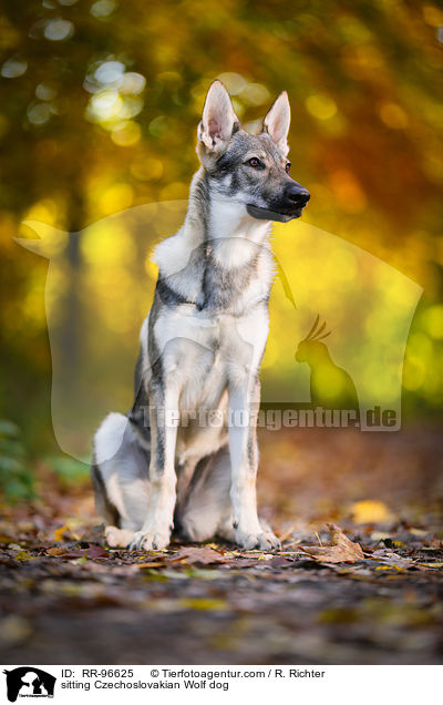 sitzender Tschechoslowakischer Wolfhund / sitting Czechoslovakian Wolf dog / RR-96625