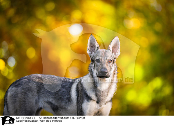 Tschechoslowakischer Wolfhund Portrait / Czechoslovakian Wolf dog Portrait / RR-96631