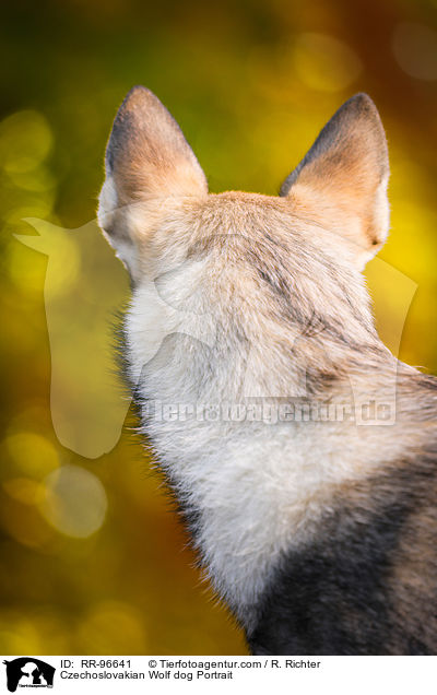 Tschechoslowakischer Wolfhund Portrait / Czechoslovakian Wolf dog Portrait / RR-96641