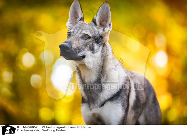 Tschechoslowakischer Wolfhund Portrait / Czechoslovakian Wolf dog Portrait / RR-96652