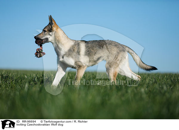 trabender Tschechoslowakischer Wolfhund / trotting Czechoslovakian Wolf dog / RR-96694
