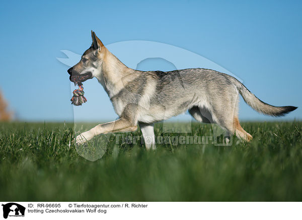 trabender Tschechoslowakischer Wolfhund / trotting Czechoslovakian Wolf dog / RR-96695