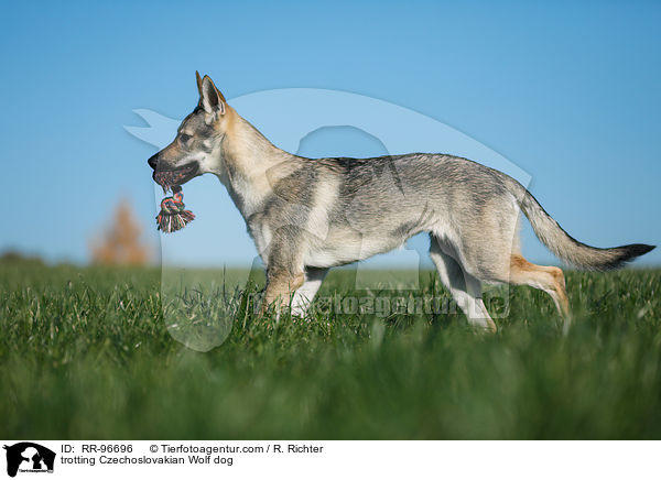 trabender Tschechoslowakischer Wolfhund / trotting Czechoslovakian Wolf dog / RR-96696