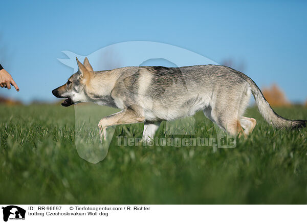 trabender Tschechoslowakischer Wolfhund / trotting Czechoslovakian Wolf dog / RR-96697