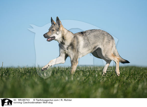 rennender Tschechoslowakischer Wolfhund / running Czechoslovakian Wolf dog / RR-96703