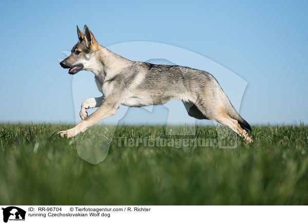 rennender Tschechoslowakischer Wolfhund / running Czechoslovakian Wolf dog / RR-96704