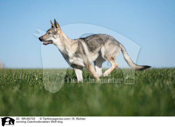 rennender Tschechoslowakischer Wolfhund / running Czechoslovakian Wolf dog / RR-96705