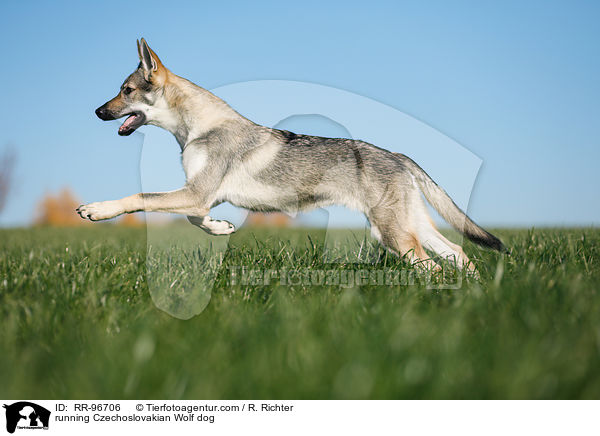 rennender Tschechoslowakischer Wolfhund / running Czechoslovakian Wolf dog / RR-96706