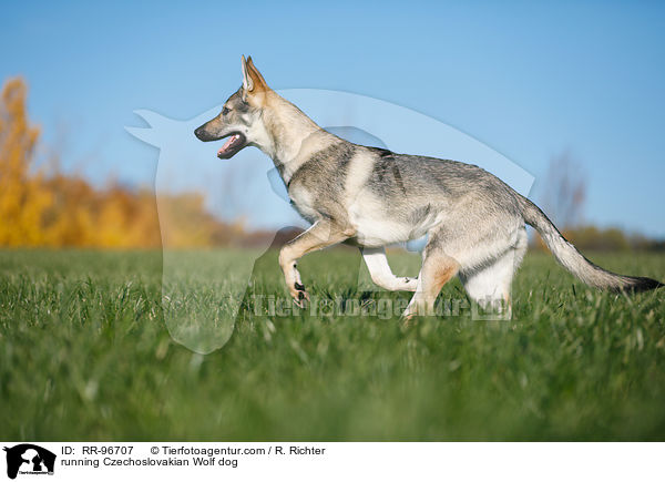 rennender Tschechoslowakischer Wolfhund / running Czechoslovakian Wolf dog / RR-96707