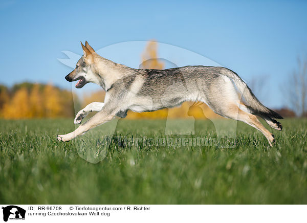 rennender Tschechoslowakischer Wolfhund / running Czechoslovakian Wolf dog / RR-96708