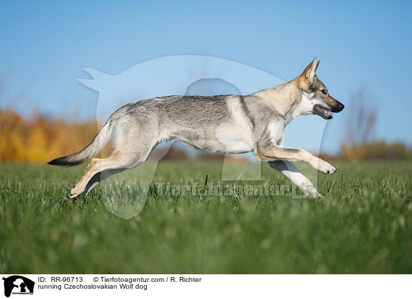 rennender Tschechoslowakischer Wolfhund / running Czechoslovakian Wolf dog / RR-96713
