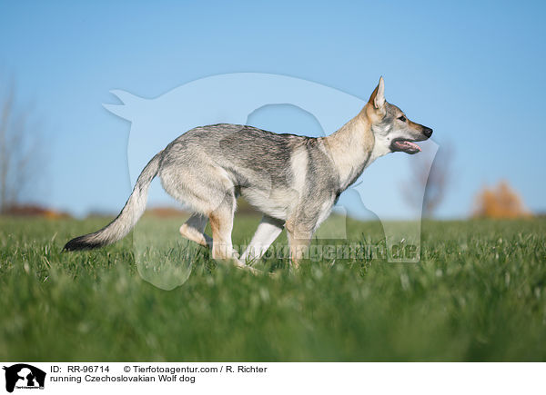 rennender Tschechoslowakischer Wolfhund / running Czechoslovakian Wolf dog / RR-96714