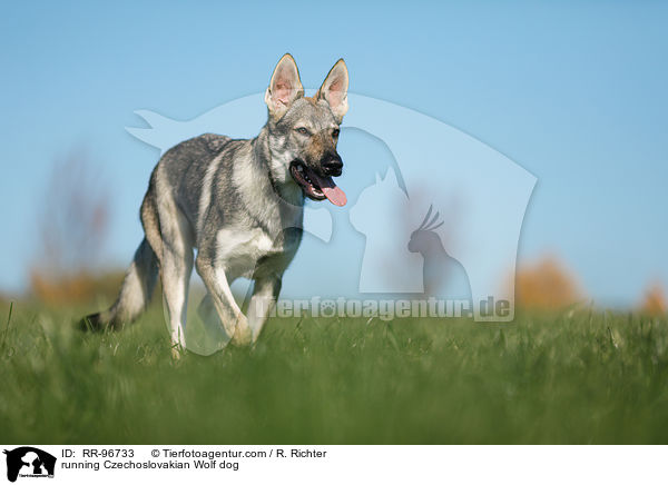 rennender Tschechoslowakischer Wolfhund / running Czechoslovakian Wolf dog / RR-96733