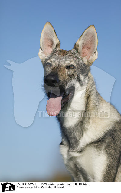 Tschechoslowakischer Wolfhund Portrait / Czechoslovakian Wolf dog Portrait / RR-96741