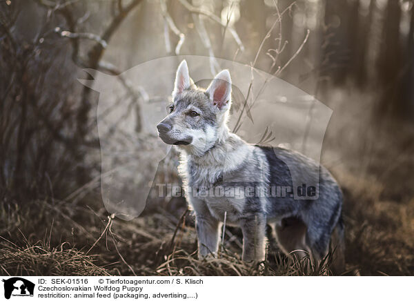 Tschechoslowakischer Wolfshund Welpe / Czechoslovakian Wolfdog Puppy / SEK-01516
