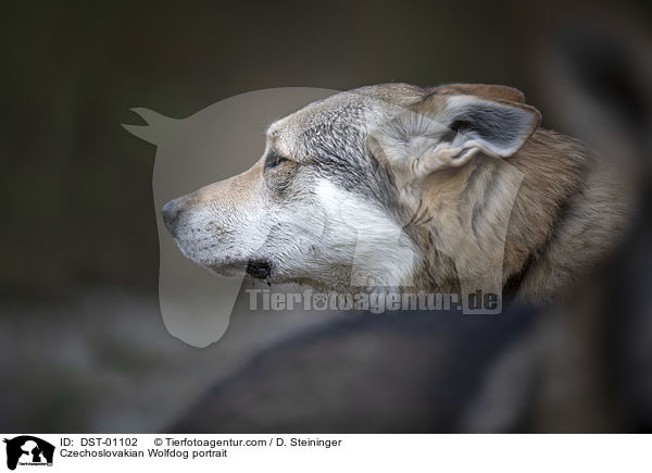 Tschechoslowakischer Wolfshund Portrait / Czechoslovakian Wolfdog portrait / DST-01102