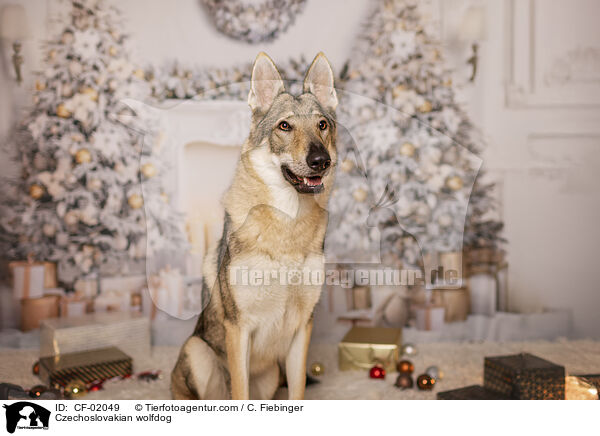 Tschechoslowakischer Wolfhund / Czechoslovakian wolfdog / CF-02049