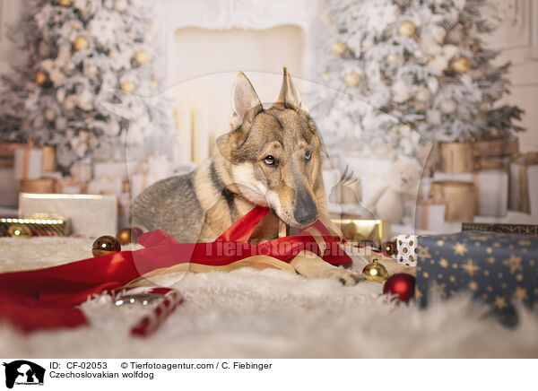 Tschechoslowakischer Wolfhund / Czechoslovakian wolfdog / CF-02053