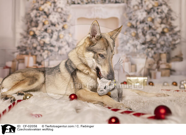 Tschechoslowakischer Wolfhund / Czechoslovakian wolfdog / CF-02058