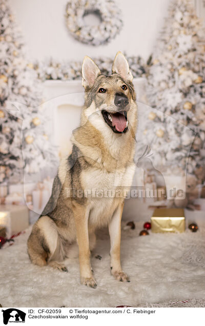 Tschechoslowakischer Wolfhund / Czechoslovakian wolfdog / CF-02059