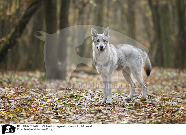 Tschechoslowakischer Wolfhund / Czechoslovakian wolfdog / UM-03148