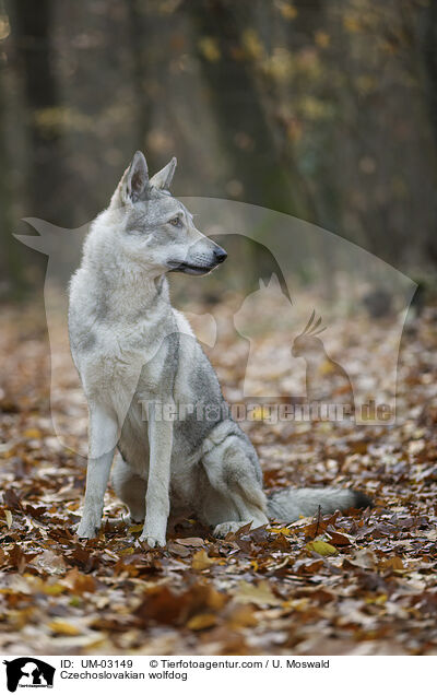 Tschechoslowakischer Wolfhund / Czechoslovakian wolfdog / UM-03149